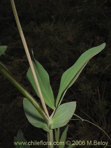 Bild von Lathyrus magellanicus (). Klicken Sie, um den Ausschnitt zu vergrössern.